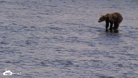 Kodiak Alaska Brown Bears Live Webcam - Aug 11, 2026, 6:00pm AKDT