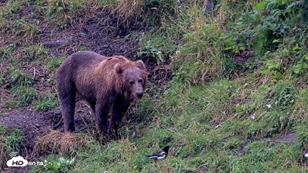 Kodiak Alaska Brown Bears Live Webcam - Aug 17, 2026, 5:23pm AKDT
