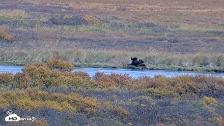 Kodiak Alaska Brown Bears Live Webcam - Oct 3, 2026, 4:02pm AKDT