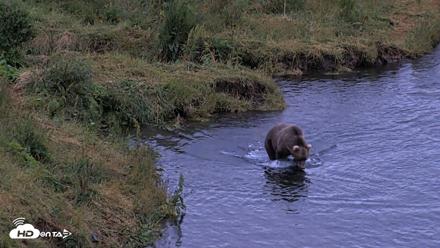 Kodiak Alaska Brown Bears Live Webcam - Aug 6, 2026, 6:20am AKDT