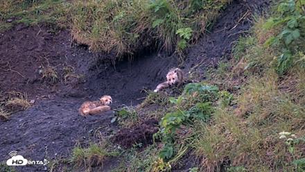 Kodiak Alaska Brown Bears Live Webcam - Jul 27, 2026, 10:43pm AKDT