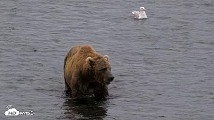 Kodiak Alaska Brown Bears Live Webcam - Aug 6, 2026, 6:43am AKDT