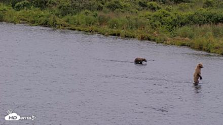 Kodiak Alaska Brown Bears Live Webcam - Aug 10, 2026, 6:38pm AKDT