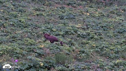 Kodiak Alaska Brown Bears Live Webcam - Aug 19, 2026, 9:41pm AKDT