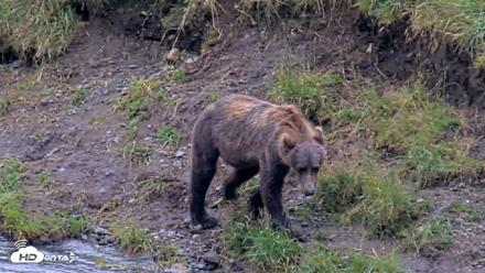 Kodiak Alaska Brown Bears Live Webcam - Aug 17, 2026, 4:08pm AKDT
