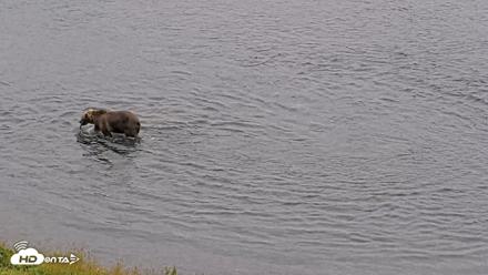 Kodiak Alaska Brown Bears Live Webcam - Aug 7, 2026, 9:56am AKDT