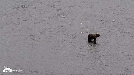 Kodiak Alaska Brown Bears Live Webcam - Aug 7, 2026, 5:17pm AKDT