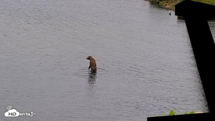Kodiak Alaska Brown Bears Live Webcam - Jul 19, 2026, 2:36pm AKDT