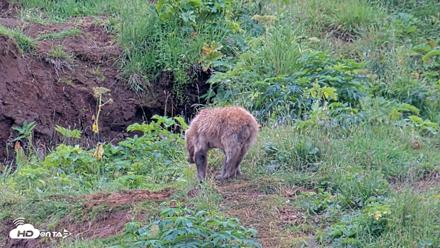 Kodiak Alaska Brown Bears Live Webcam - Aug 7, 2026, 10:26am AKDT