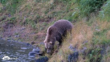 Kodiak Alaska Brown Bears Live Webcam - Aug 14, 2026, 7:39am AKDT
