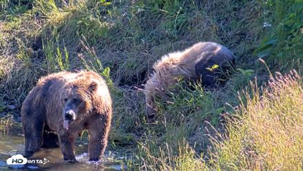Kodiak Alaska Brown Bears Live Webcam - Jul 30, 2026, 4:59pm AKDT