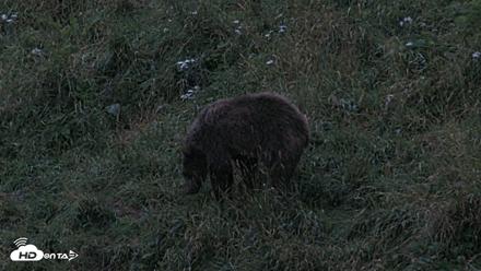 Kodiak Alaska Brown Bears Live Webcam - Aug 17, 2026, 9:46pm AKDT