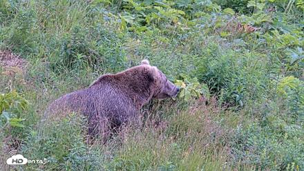 Kodiak Alaska Brown Bears Live Webcam - Aug 7, 2026, 4:38pm AKDT