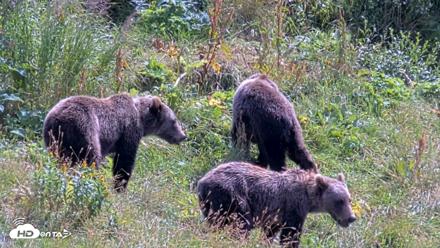 Kodiak Alaska Brown Bears Live Webcam - Aug 21, 2026, 1:22pm AKDT