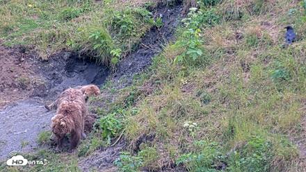 Kodiak Alaska Brown Bears Live Webcam - Aug 1, 2026, 8:13pm AKDT