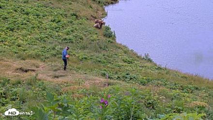 Kodiak Alaska Brown Bears Live Webcam - Aug 2, 2026, 11:12am AKDT