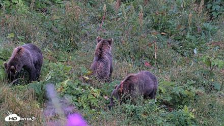 Kodiak Alaska Brown Bears Live Webcam - Aug 16, 2026, 9:11pm AKDT