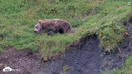 Kodiak Alaska Brown Bears Live Webcam - Aug 14, 2026, 4:05pm AKDT