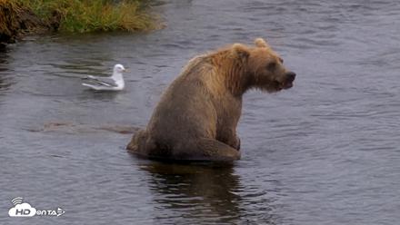Kodiak Alaska Brown Bears Live Webcam - Aug 13, 2026, 4:49pm AKDT