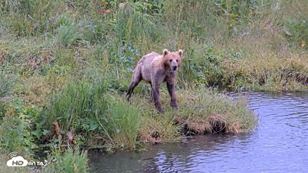 Kodiak Alaska Brown Bears Live Webcam - Jul 27, 2026, 9:39am AKDT