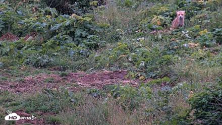 Kodiak Alaska Brown Bears Live Webcam - Aug 6, 2026, 10:28pm AKDT