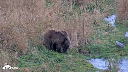 Kodiak Alaska Brown Bears Live Webcam - Oct 6, 2026, 11:09am AKDT