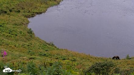 Kodiak Alaska Brown Bears Live Webcam - Aug 19, 2026, 4:41pm AKDT