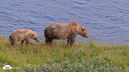 Kodiak Alaska Brown Bears Live Webcam - Aug 7, 2026, 5:53pm AKDT