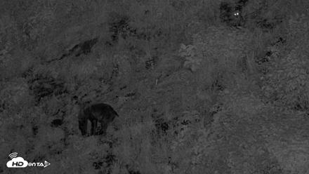 Kodiak Alaska Brown Bears Live Webcam - Aug 5, 2026, 11:15pm AKDT