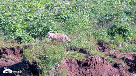 Kodiak Alaska Brown Bears Live Webcam - Jul 29, 2026, 6:20pm AKDT