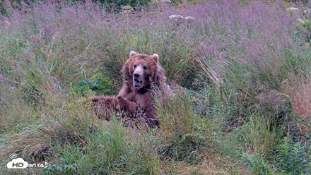 Kodiak Alaska Brown Bears Live Webcam - Aug 7, 2026, 8:11am AKDT