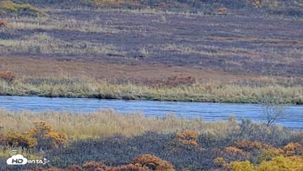 Kodiak Alaska Brown Bears Live Webcam - Oct 8, 2026, 3:08pm AKDT
