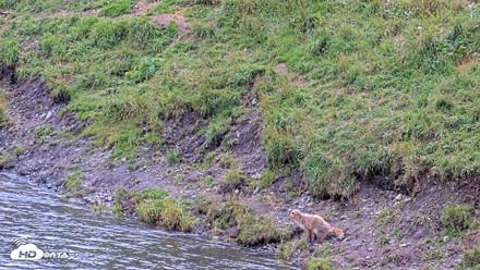 Kodiak Alaska Brown Bears Live Webcam - Aug 19, 2026, 4:13pm AKDT