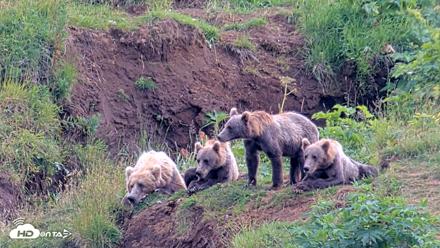 Kodiak Alaska Brown Bears Live Webcam - Aug 9, 2026, 4:23pm AKDT