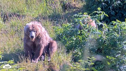 Kodiak Alaska Brown Bears Live Webcam - Jul 30, 2026, 6:05pm AKDT