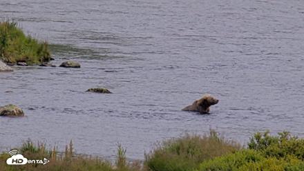 Kodiak Alaska Brown Bears Live Webcam - Aug 9, 2026, 3:35pm AKDT