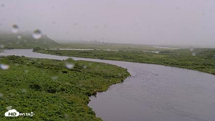 Kodiak Alaska Brown Bears Live Webcam - Jul 22, 2026, 11:55am AKDT