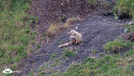 Kodiak Alaska Brown Bears Live Webcam - Aug 6, 2026, 7:50am AKDT