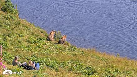 Kodiak Alaska Brown Bears Live Webcam - Aug 8, 2026, 4:27pm AKDT