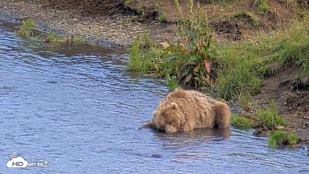 Kodiak Alaska Brown Bears Live Webcam - Aug 11, 2026, 6:06pm AKDT