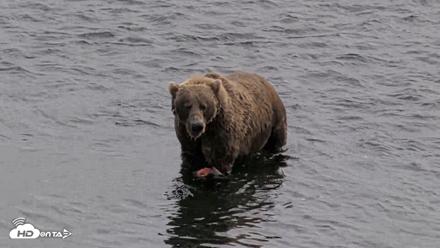 Kodiak Alaska Brown Bears Live Webcam - Aug 27, 2026, 2:52pm AKDT