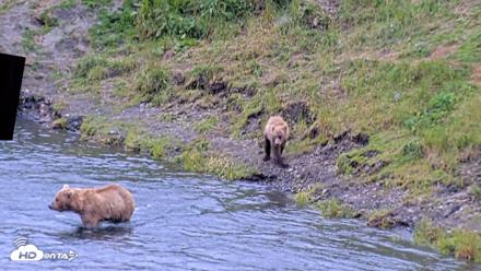 Kodiak Alaska Brown Bears Live Webcam - Aug 3, 2026, 4:29pm AKDT
