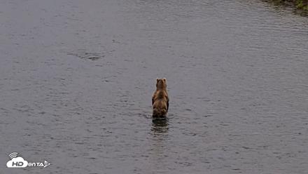 Kodiak Alaska Brown Bears Live Webcam - Aug 4, 2026, 10:16pm AKDT