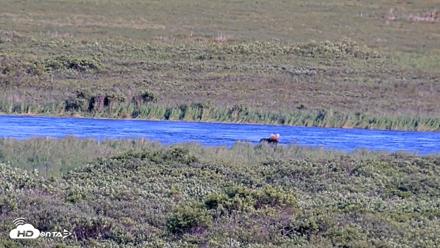 Kodiak Alaska Brown Bears Live Webcam - Jul 24, 2026, 7:04pm AKDT