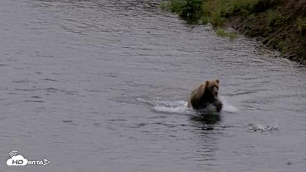 Kodiak Alaska Brown Bears Live Webcam - Jul 22, 2026, 1:30pm AKDT