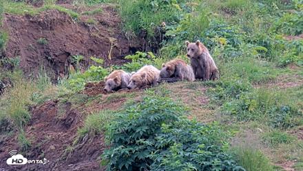 Kodiak Alaska Brown Bears Live Webcam - Aug 9, 2026, 5:33pm AKDT