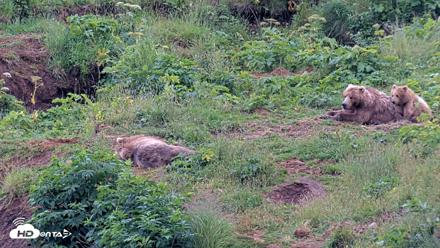 Kodiak Alaska Brown Bears Live Webcam - Aug 6, 2026, 8:25pm AKDT