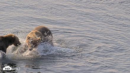 Kodiak Alaska Brown Bears Live Webcam - Aug 8, 2026, 9:30am AKDT