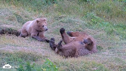 Kodiak Alaska Brown Bears Live Webcam - Aug 3, 2026, 7:57pm AKDT