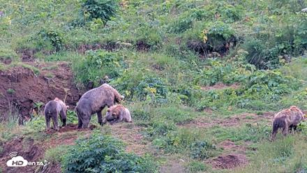 Kodiak Alaska Brown Bears Live Webcam - Aug 9, 2026, 5:25pm AKDT